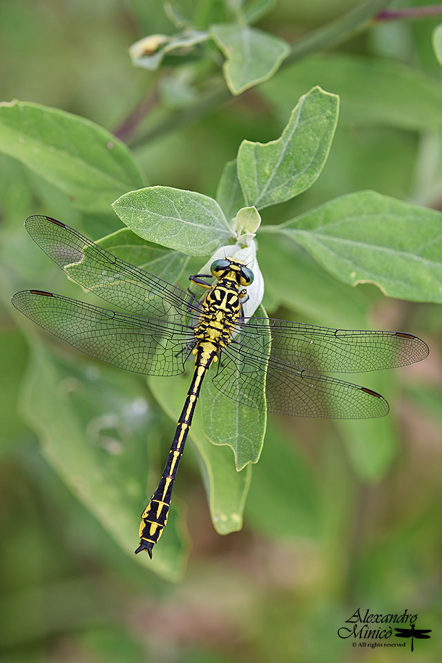 Gomphus flavipes (Charpentier, 1825) ♂