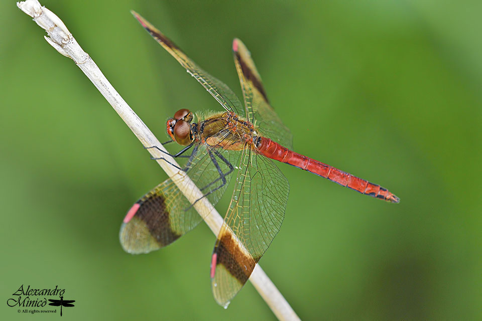 Sympetrum pedemontanum (Mϋller in Allioni, 1776) ♂ e ♀