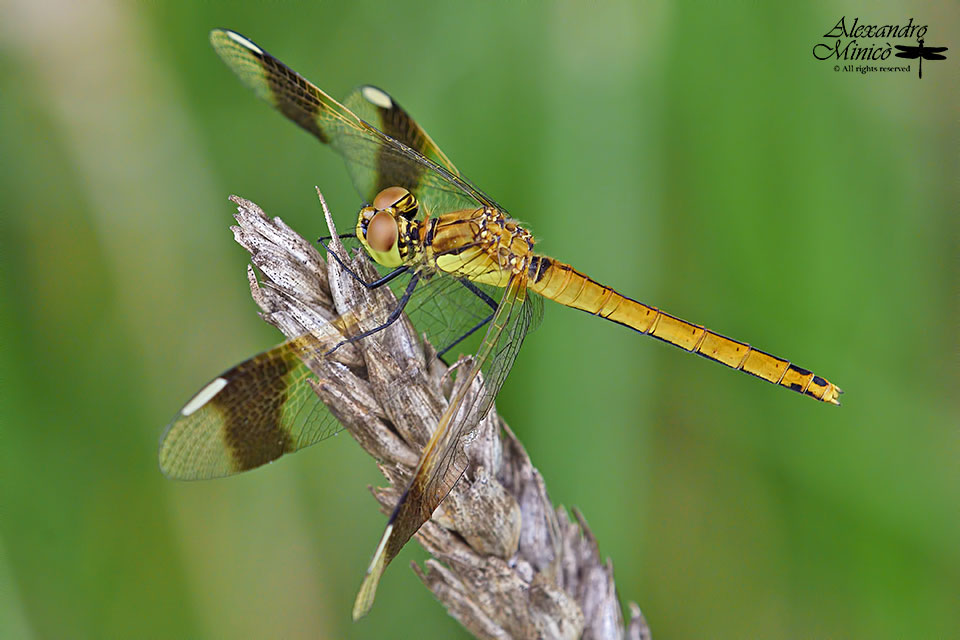 Sympetrum pedemontanum (Mϋller in Allioni, 1776) ♂ e ♀