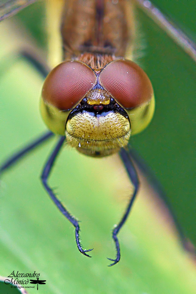 Sympetrum pedemontanum (Mϋller in Allioni, 1776) ♂ e ♀