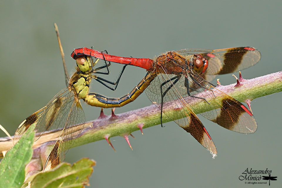 Sympetrum pedemontanum (Mϋller in Allioni, 1776) ♂ e ♀