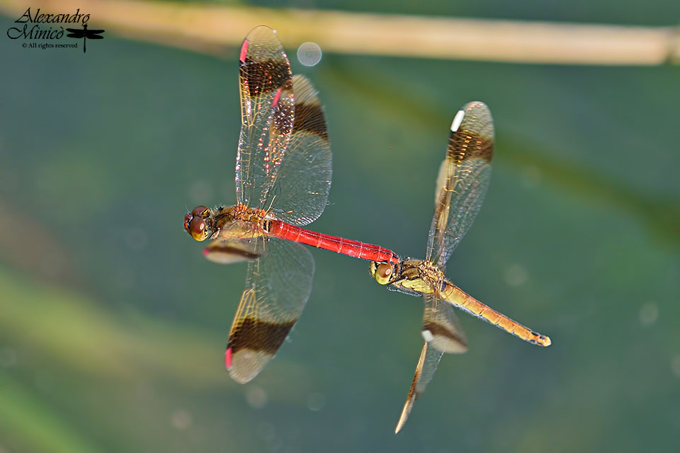 Sympetrum pedemontanum (Mϋller in Allioni, 1776) ♂ e ♀