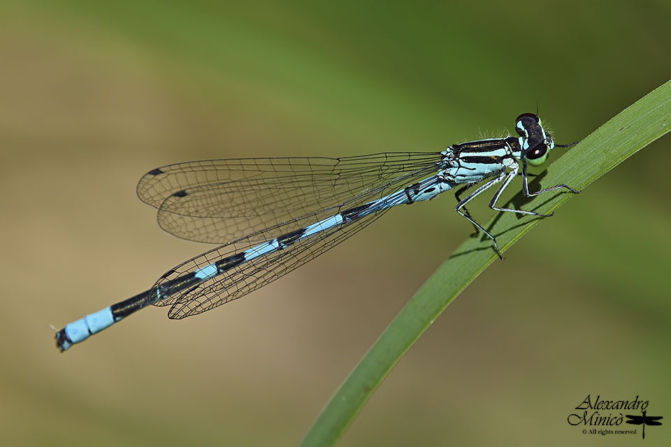 Coenagrion hastulatum (Charpentier, 1825) ♂