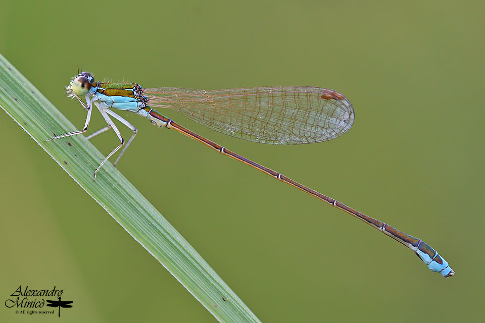 Nehalennia speciosa (Charpentier, 1840) ♂ e ♀