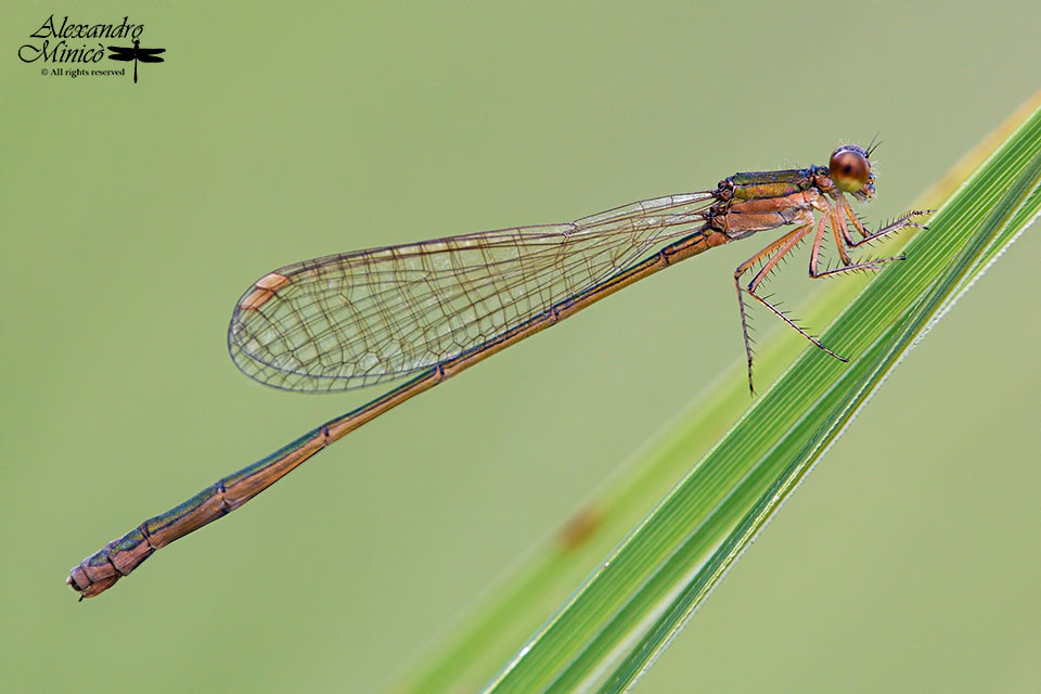 Nehalennia speciosa (Charpentier, 1840) ♂ e ♀