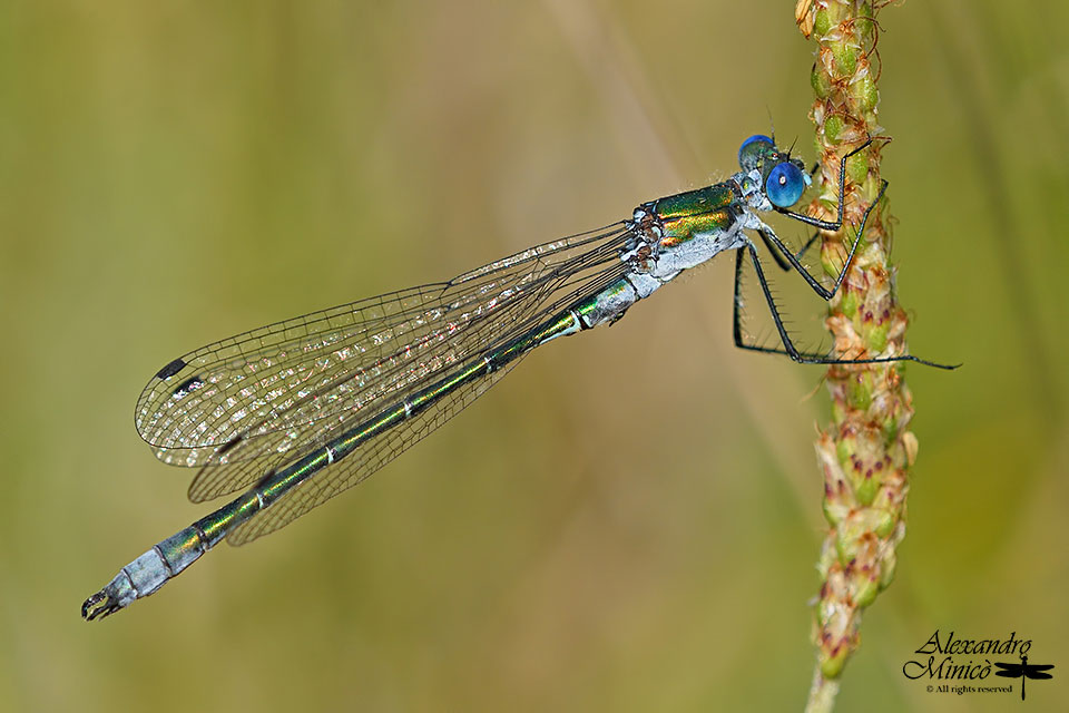 Lestes dryas (Kirby, 1890) ♂ e ♀