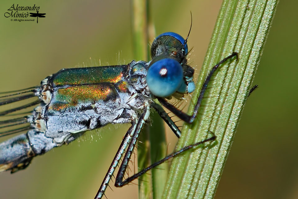 Lestes dryas (Kirby, 1890) ♂ e ♀