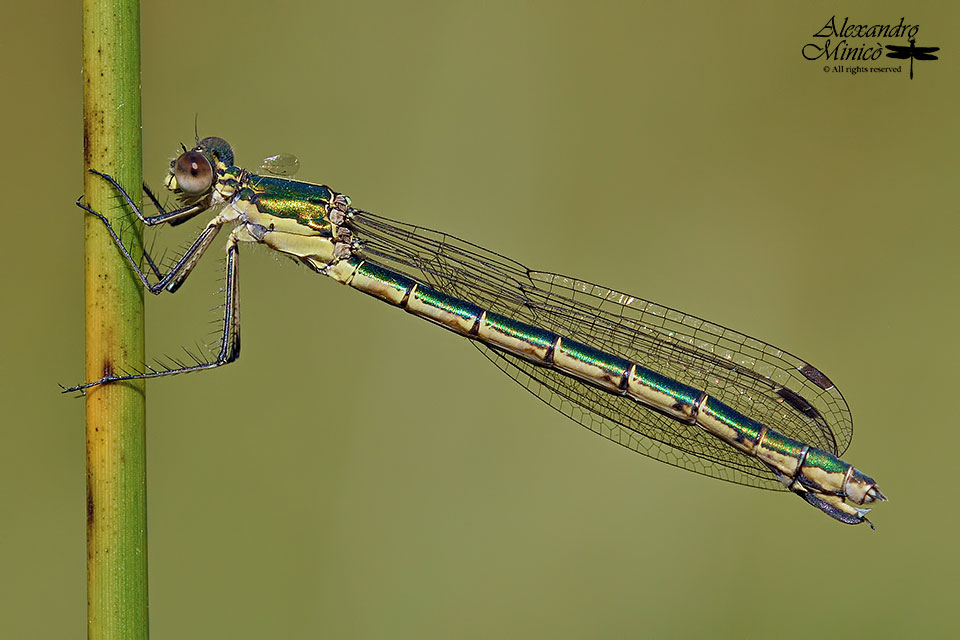 Lestes dryas (Kirby, 1890) ♂ e ♀