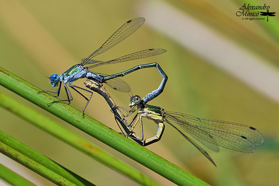 Lestes dryas (Kirby, 1890) ♂ e ♀