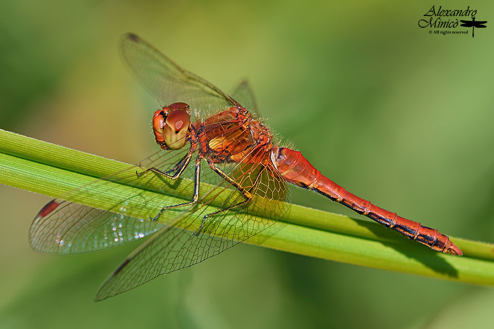 Sympetrum flaveolum (Linnaeus, 1776) ♂ e ♀