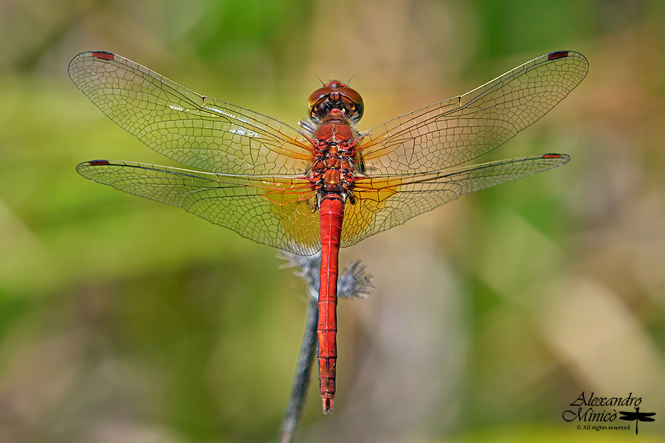 Sympetrum flaveolum (Linnaeus, 1776) ♂ e ♀