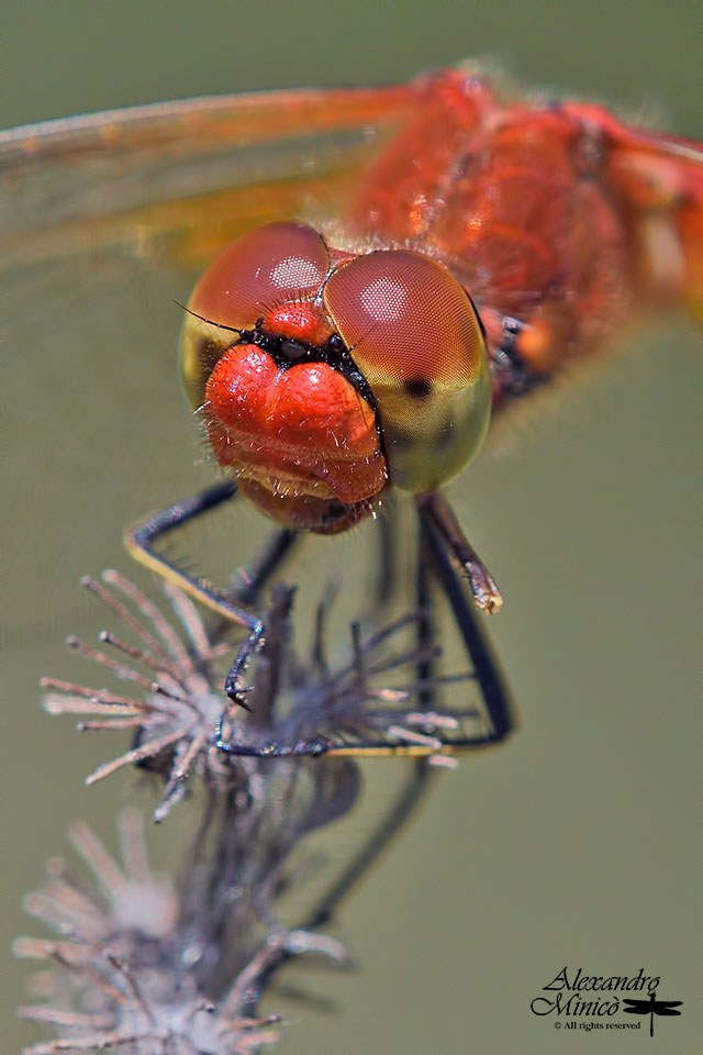 Sympetrum flaveolum (Linnaeus, 1776) ♂ e ♀