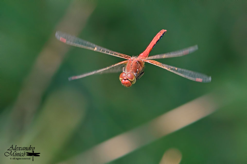 Sympetrum flaveolum (Linnaeus, 1776) ♂ e ♀