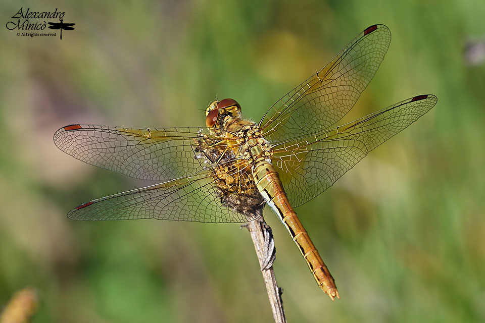 Sympetrum flaveolum (Linnaeus, 1776) ♂ e ♀