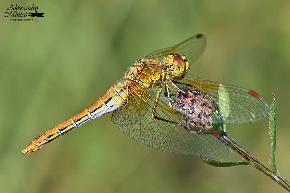 Sympetrum flaveolum (Linnaeus, 1776) ♂ e ♀