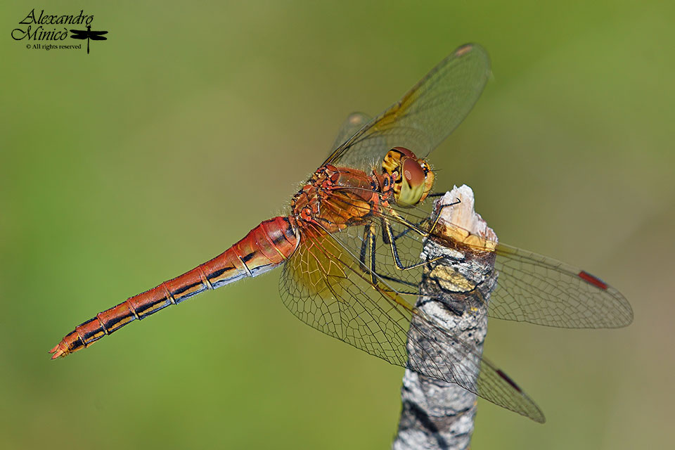 Sympetrum flaveolum (Linnaeus, 1776) ♂ e ♀