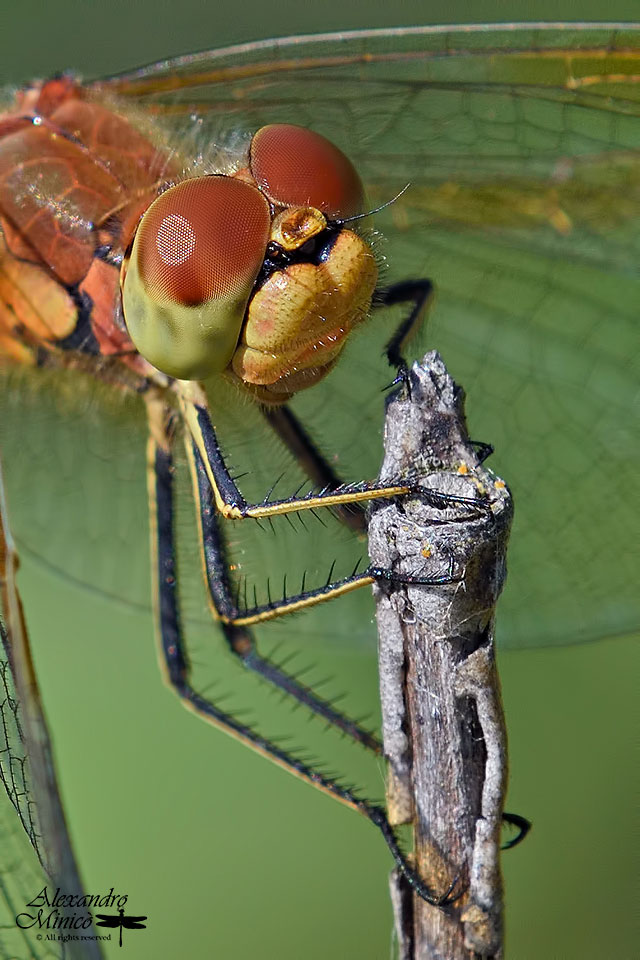 Sympetrum flaveolum (Linnaeus, 1776) ♂ e ♀