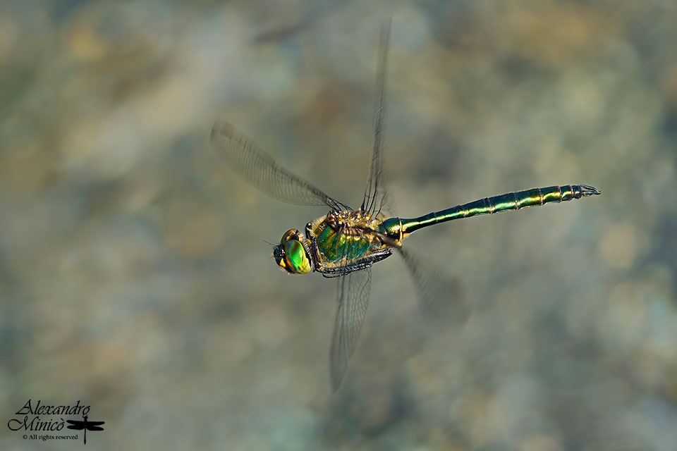 Somatochlora metallica (Vander Linden, 1825) ♂