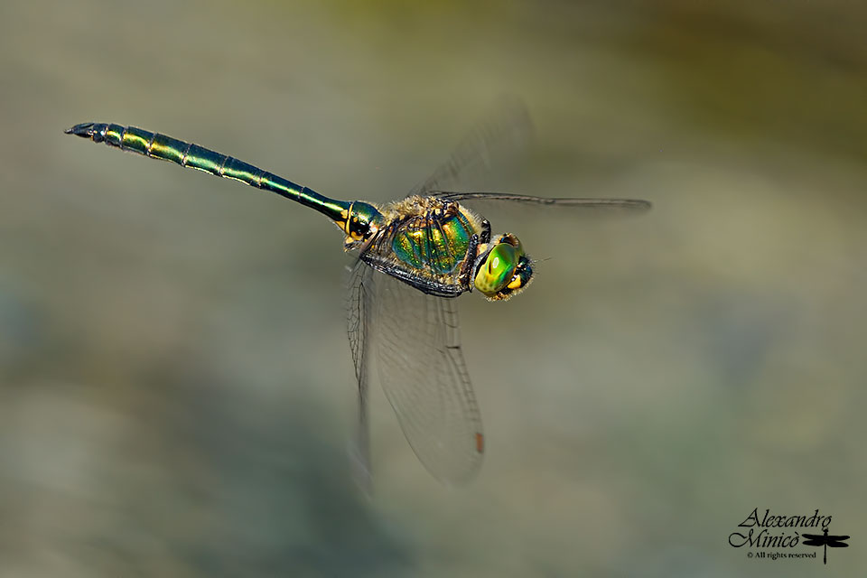 Somatochlora metallica (Vander Linden, 1825) ♂