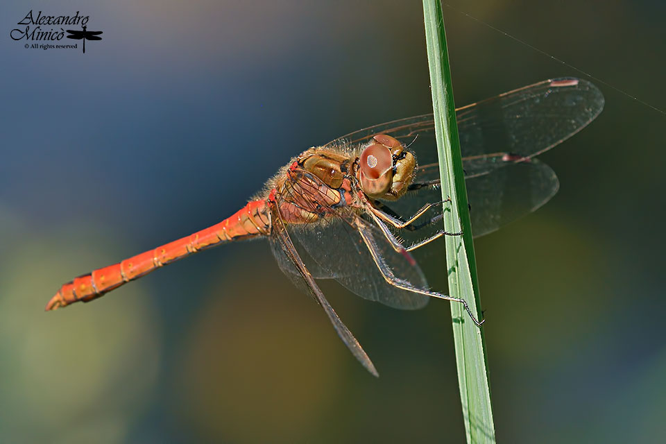 Sympetrum vulgatum (Linnaeus, 1758) ♂♀