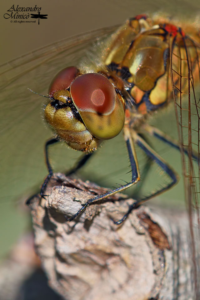 Sympetrum vulgatum (Linnaeus, 1758) ♂♀