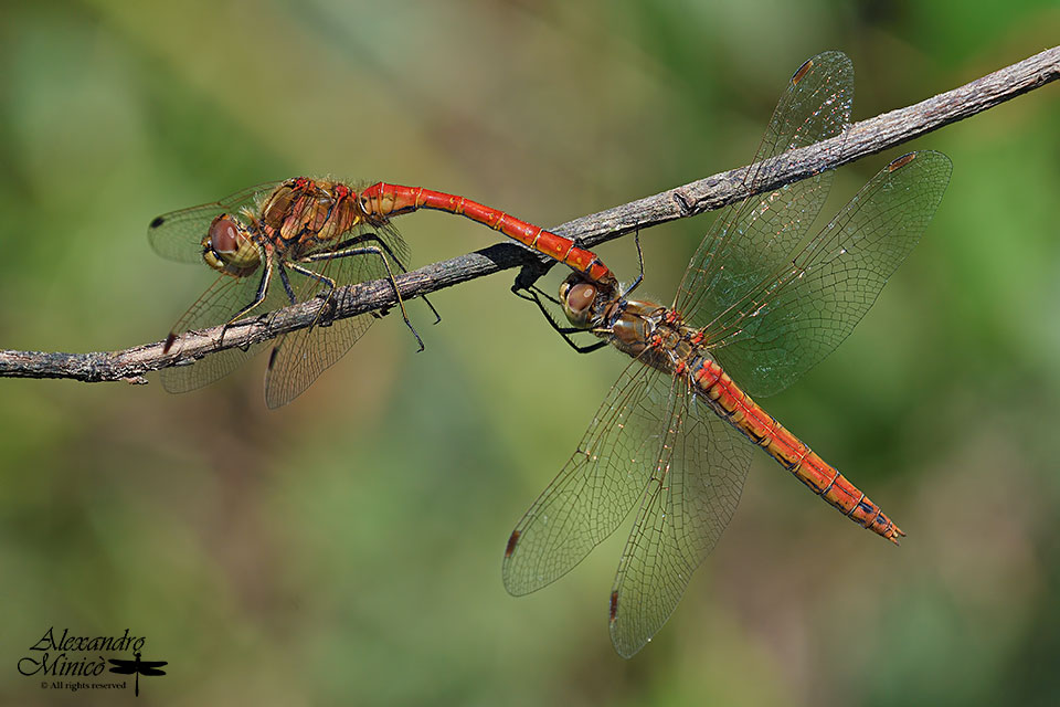 Sympetrum vulgatum (Linnaeus, 1758) ♂♀