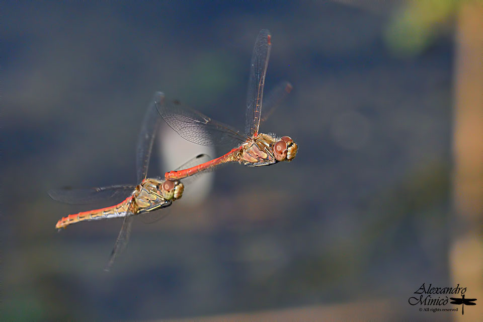 Sympetrum vulgatum (Linnaeus, 1758) ♂♀