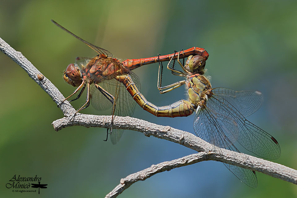 Sympetrum vulgatum (Linnaeus, 1758) ♂♀