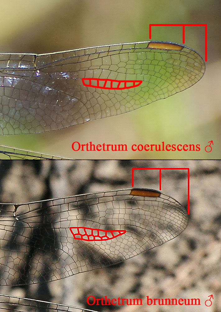 Orthetrum brunneum o O.coerulescens?   Orthetrum coerulescens