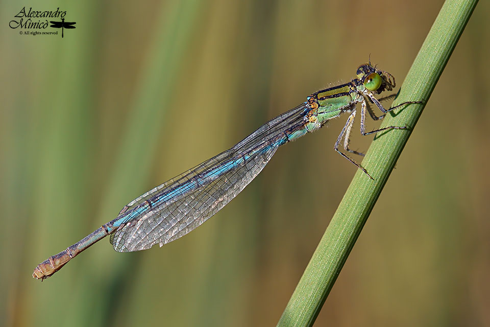 Erythromma lindenii (Slys-Longchamps, 1840) ♀