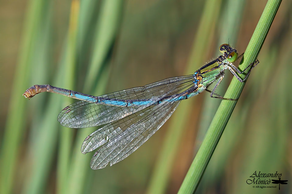 Erythromma lindenii (Slys-Longchamps, 1840) ♀