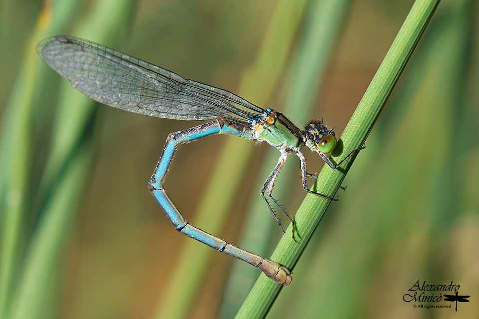 Erythromma lindenii (Slys-Longchamps, 1840) ♀