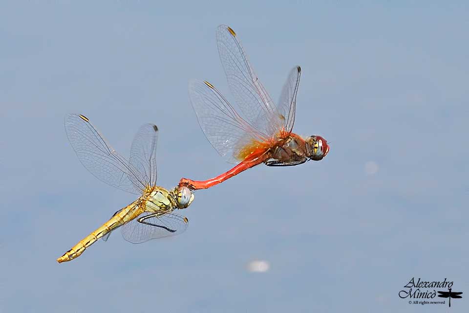 Sympetrum fonscolombii (Slys-Longchamps, 1840) ♂♀ ovodeposizione