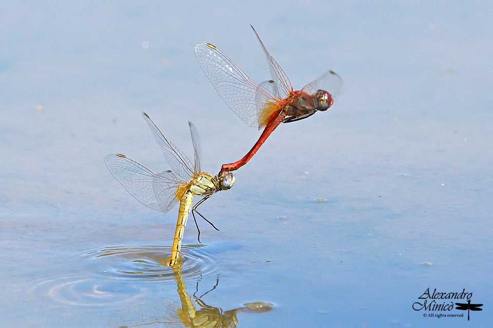 Sympetrum fonscolombii (Slys-Longchamps, 1840) ♂♀ ovodeposizione