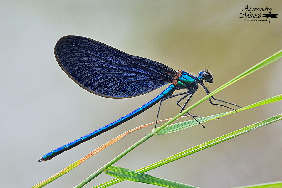 Calopteryx virgo (Linnaeus, 1758) ♂ e ♀