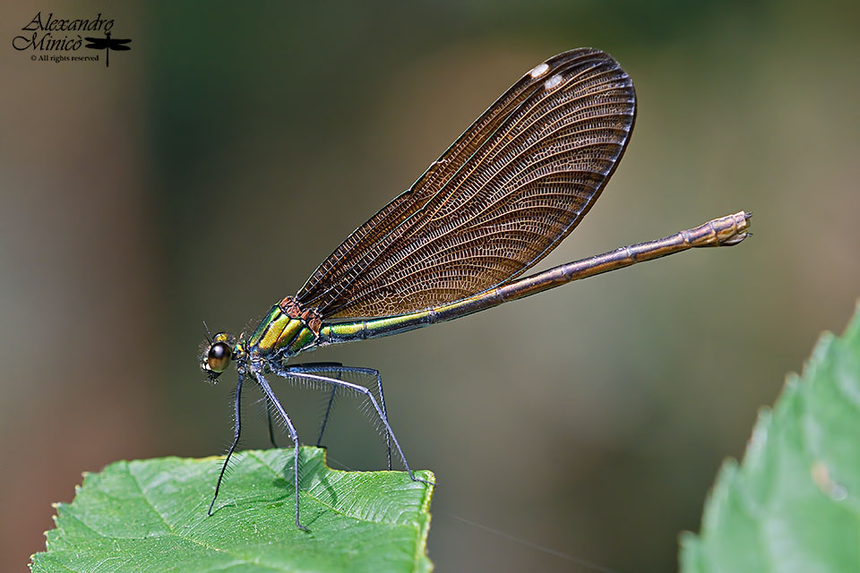 Calopteryx virgo (Linnaeus, 1758) ♂ e ♀