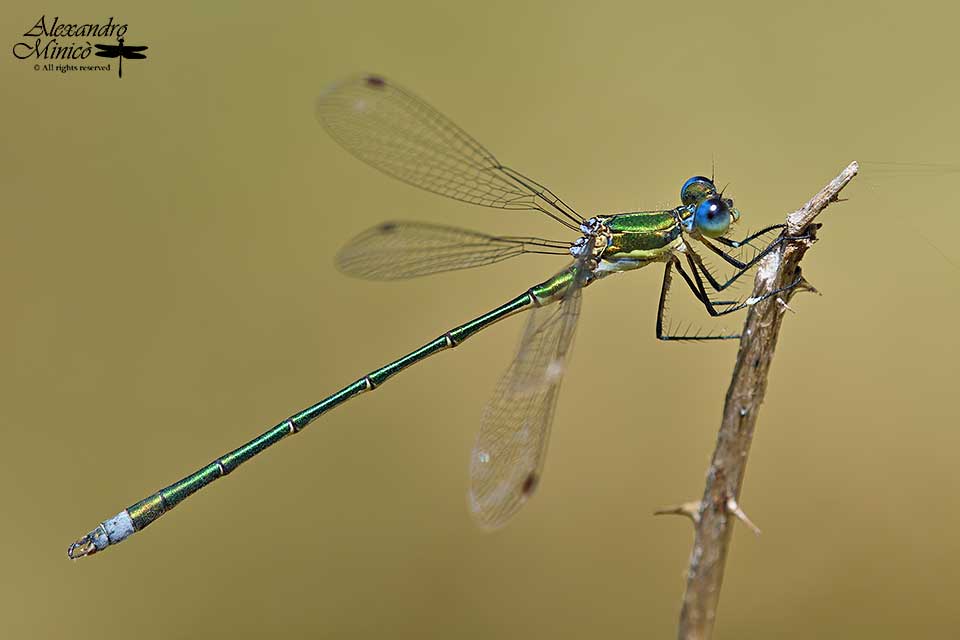 Lestes virens (Charpentier, 1825) ♂