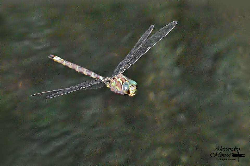 Boyeria irene (Fonscolombe, 1838) ♂