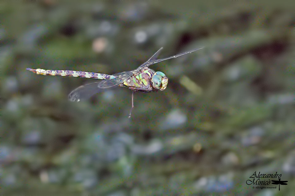 Boyeria irene (Fonscolombe, 1838) ♂