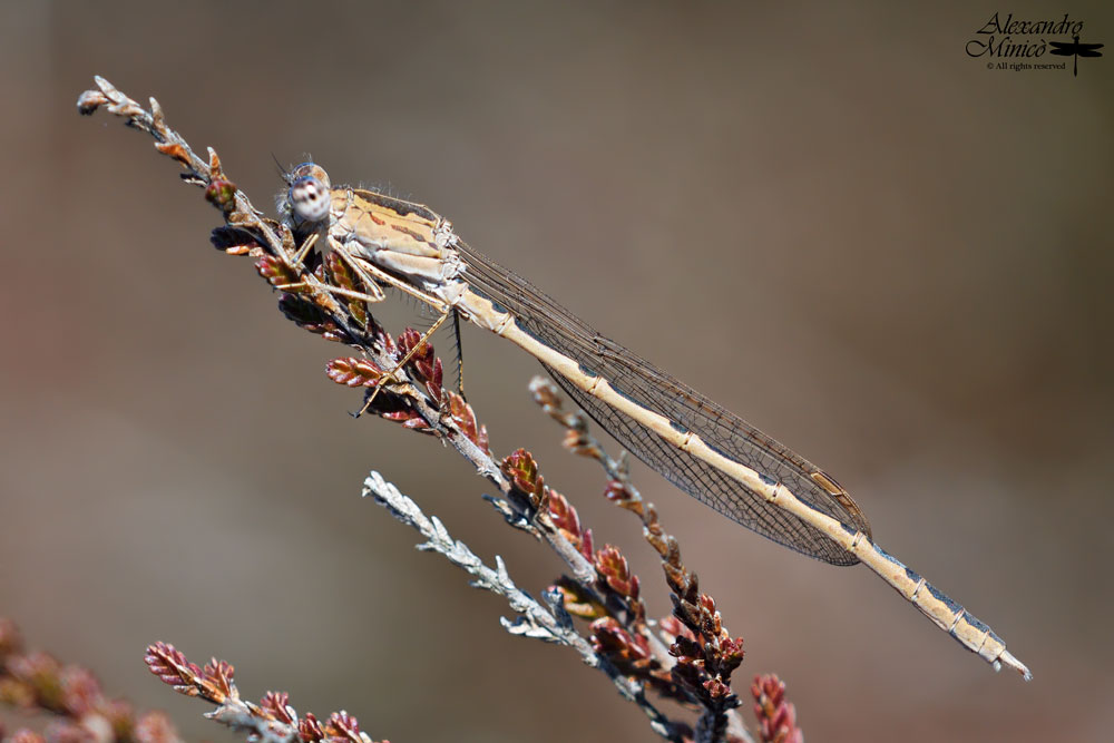 Sympecma paedisca (Brauer, 1877) ♂ e ♀