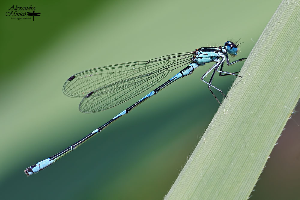 Coenagrion pulchellum (Vander Linden, 1825) ♂, ♀ + habitat