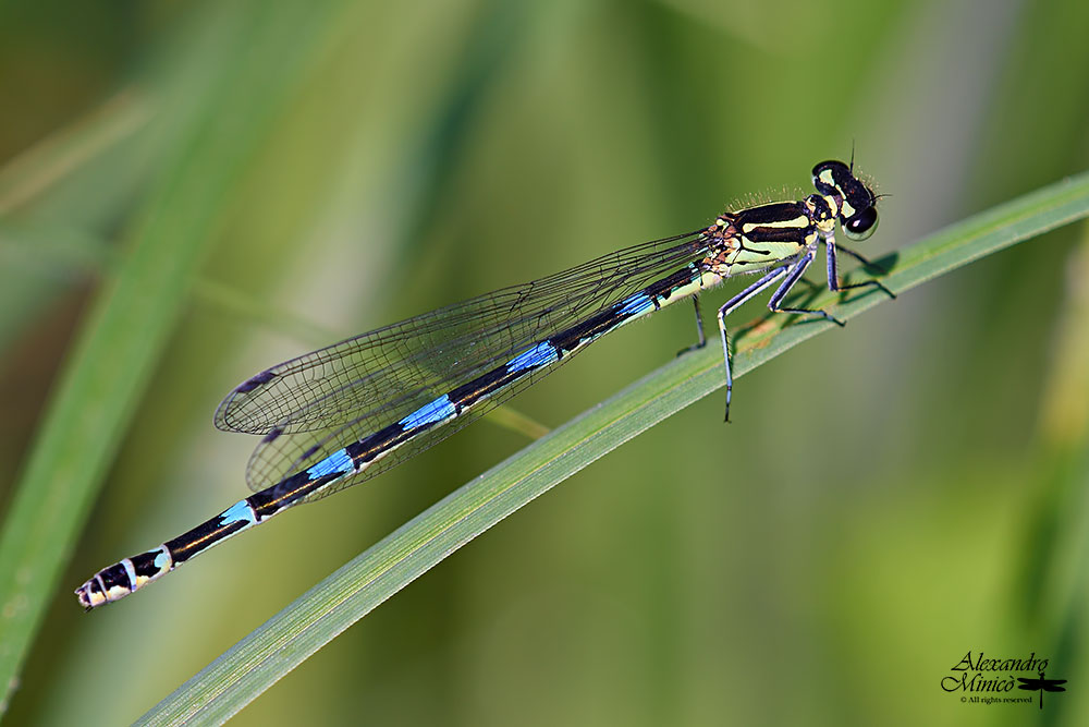 Coenagrion pulchellum (Vander Linden, 1825) ♂, ♀ + habitat