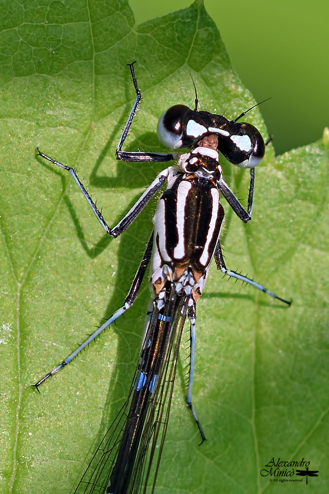 Coenagrion pulchellum (Vander Linden, 1825) ♂, ♀ + habitat