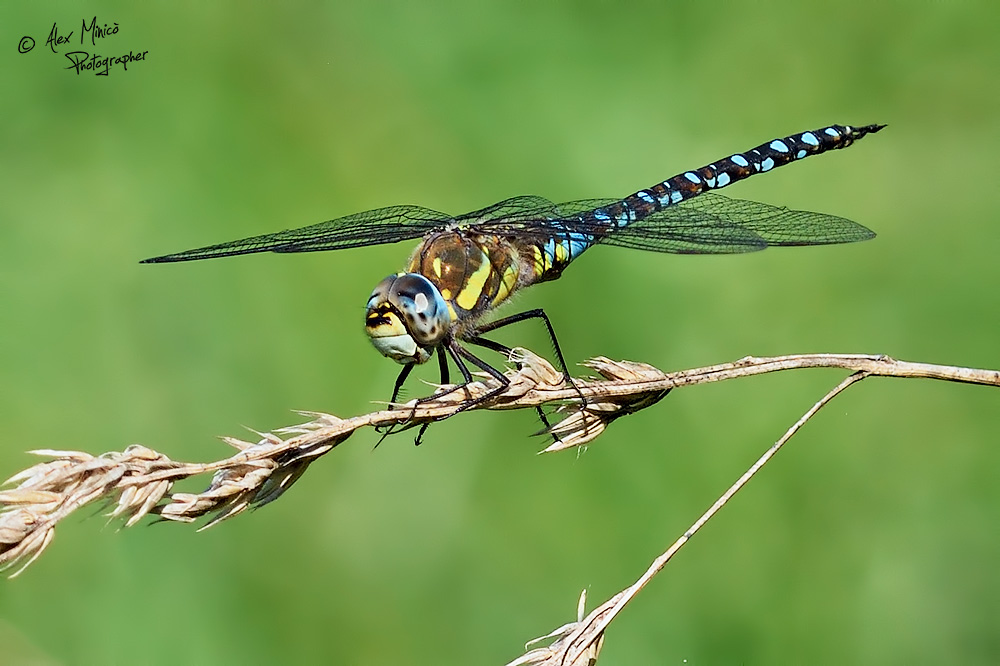 Aeshna mixta Latreille, 1805 ♂