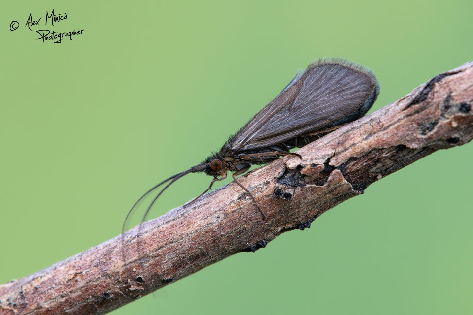 Goeridae di Paullo (MI)