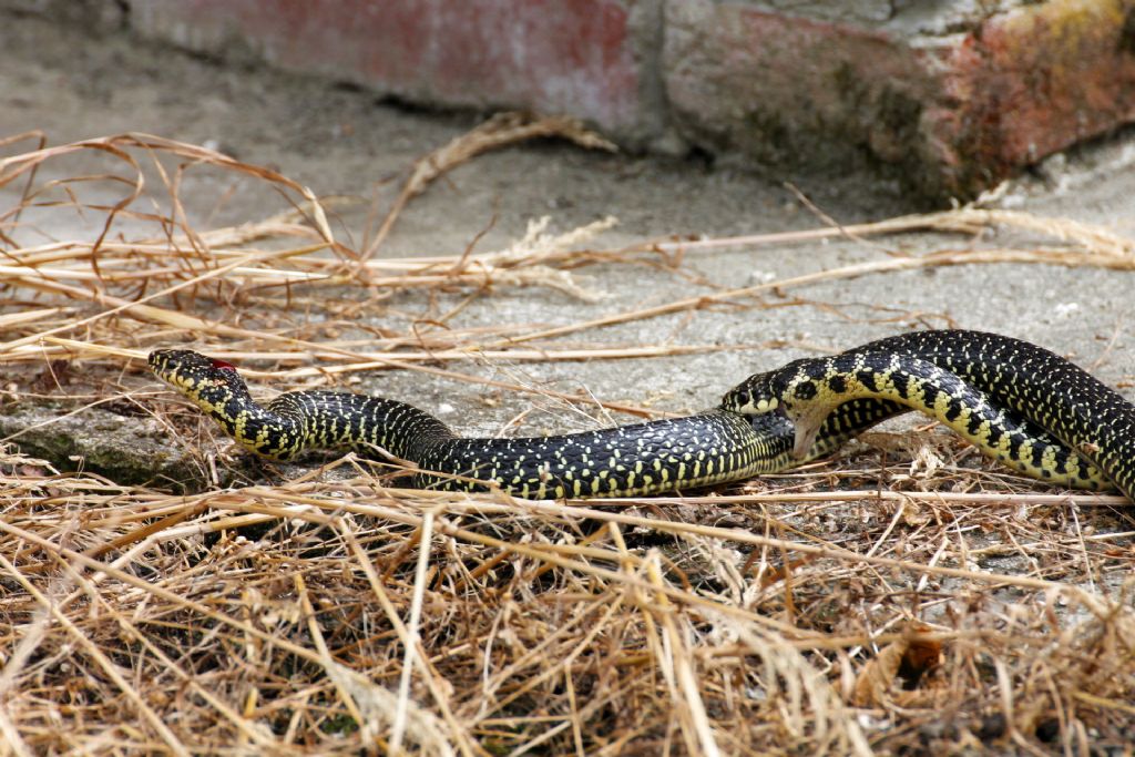 Hierophis viridiflavus ed Everglades al PRMSRM