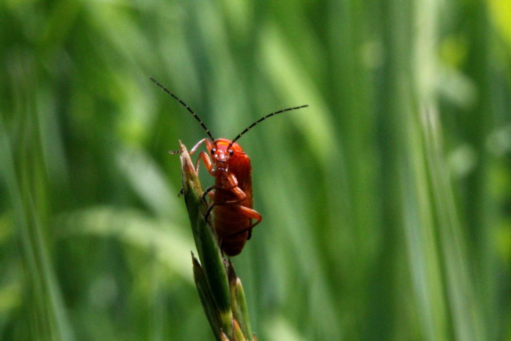 Rhagonycha fulva - Cantharidae