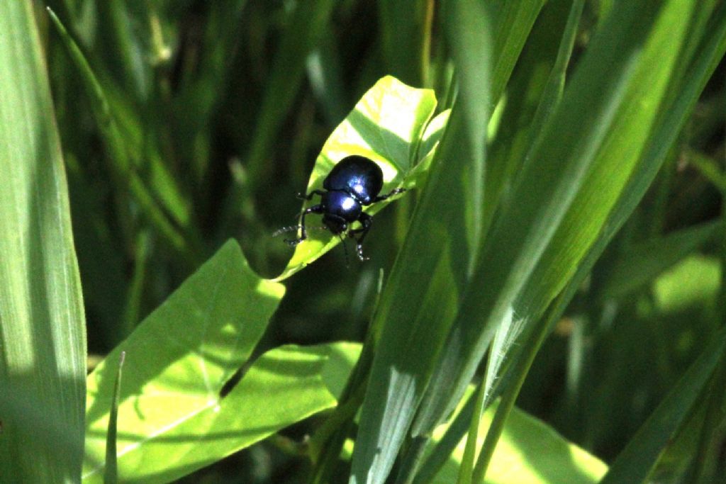 Chrysochus asclepiadeus, Chrysomelidae