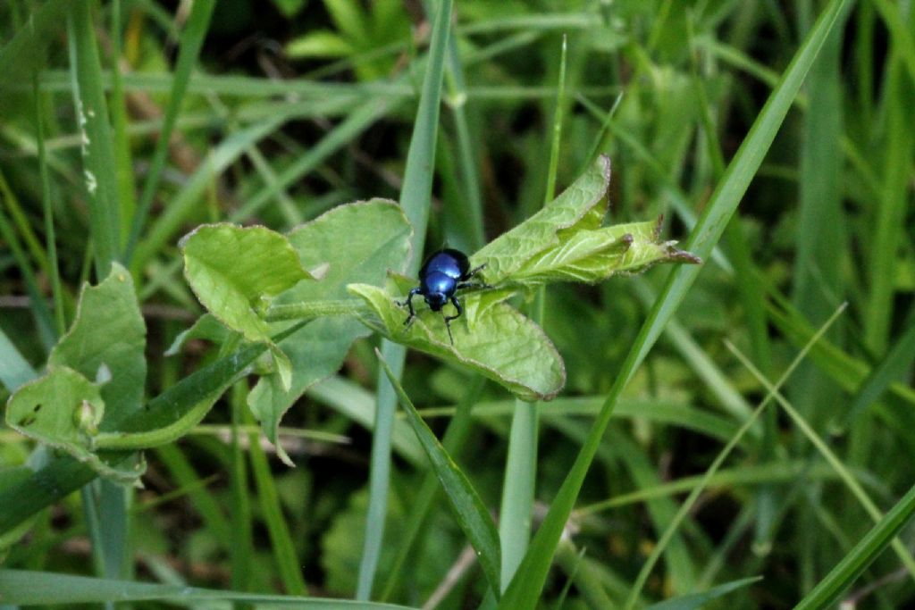 Chrysochus asclepiadeus, Chrysomelidae