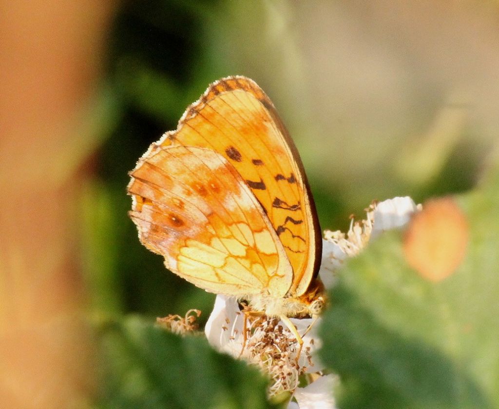 Argynnis adippe?